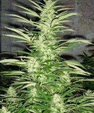 Jack 47 - feminizované semienka 12ks Natural Seeds