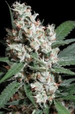Paradise Seeds Chongs Choice L. A. Amnesia feminisierte Hanfsamen