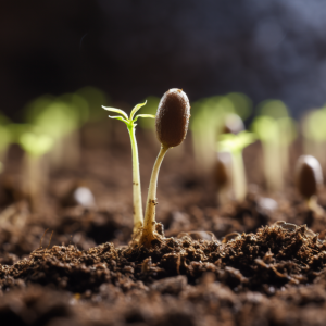 How to keep seed germination high for a long time.