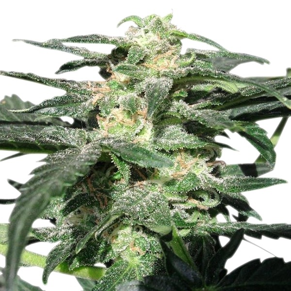 Royal Haze Automatic - fem. a autoflowering semienka 3ks Royal Queen Seeds