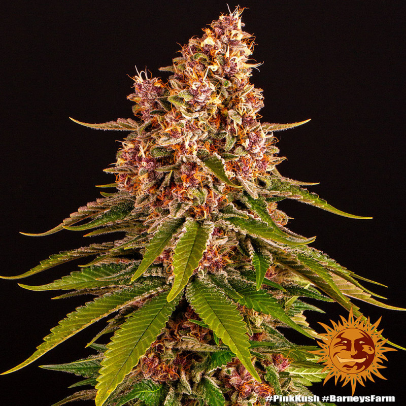 Pink Kush - feminized marijuana seeds 5 pcs Barney's Farm