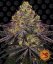 Watermelon Zkittlez - feminized seeds 10 pcs Barney's Farm