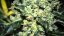 Royal Cheese - feminized seeds 10 pcs Royal Queen Seeds