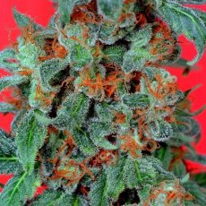 Orange Bud - feminized 3pcs Dutch Passion seeds