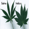 Sativa Vs Indica 2