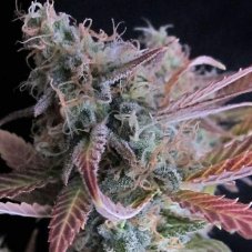 Nirvana Seeds Raspberry Cough feminizovaná semena