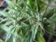 Psicodelicia - Feminisierte Samen 5ks Sweet Seeds