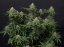 Wedding Cheesecake FF - feminizované semená marihuany 10 ks Fast Buds
