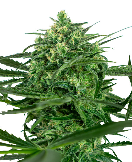Sensi Amnesia - feminizované semienka konope 3 ks, Sensi Seeds