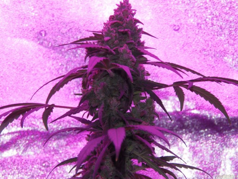 Amnesia Haze Automatic - samonakvétací semínka 5 ks Royal Queen Seeds