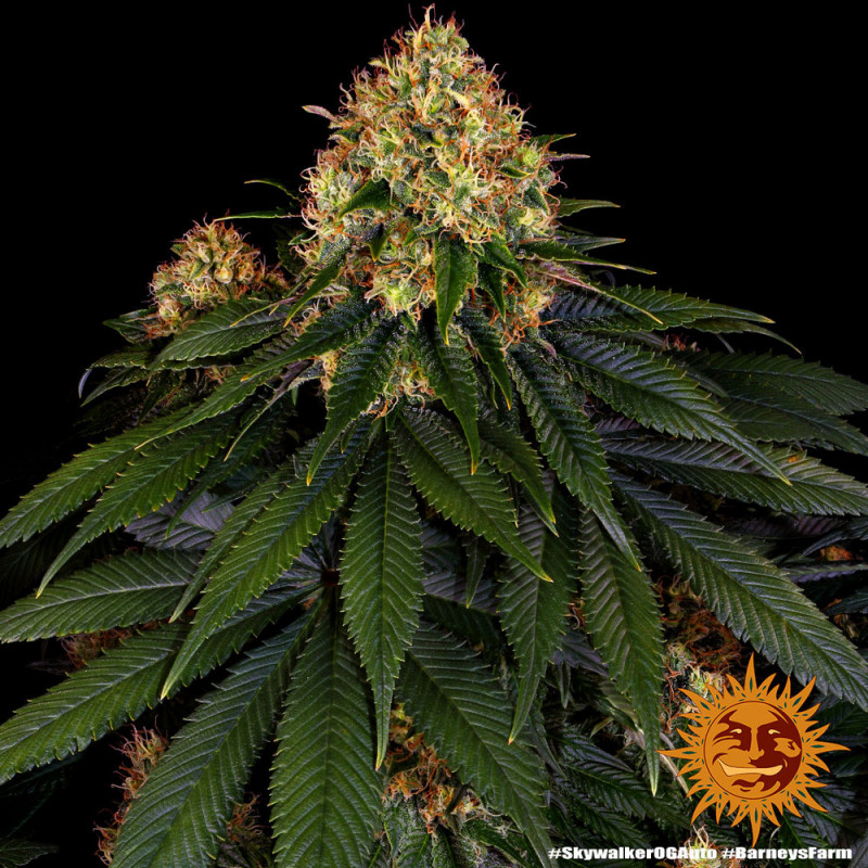 Skywalker OG Auto - autoflowering semena marihuany 3 ks Barney´s Farm