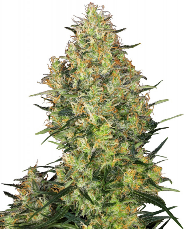Shiva Skunk 5 ks feminizované semená Sensi Seeds