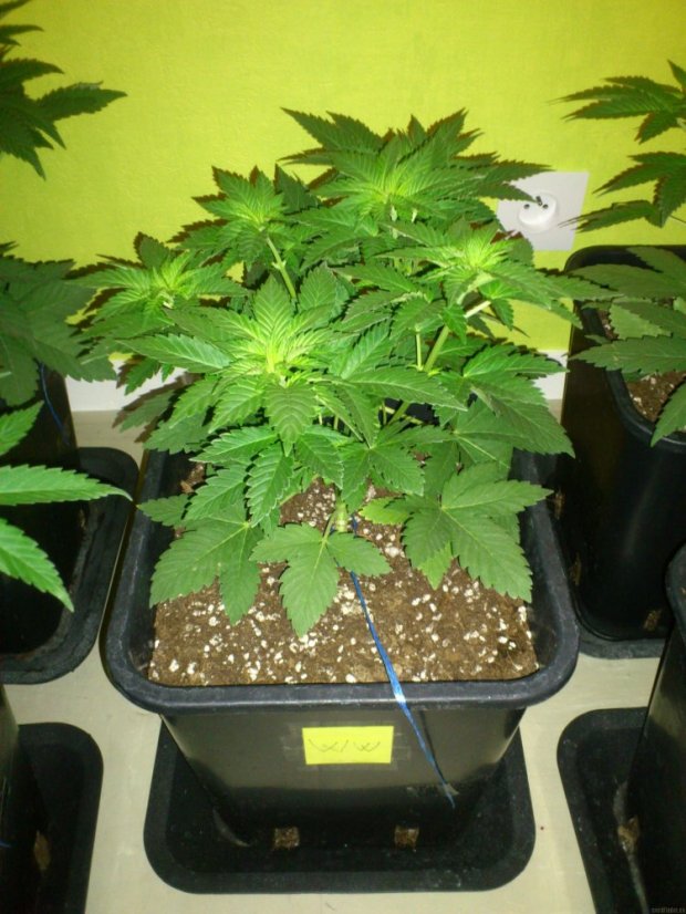 White Widow - 10 feminizowanych nasion Dinafem