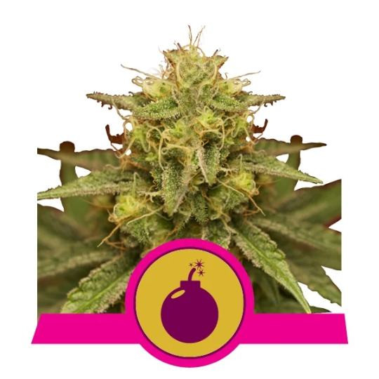 Royal Domina - semillas feminizadas 10pcs Royal Queen Seeds