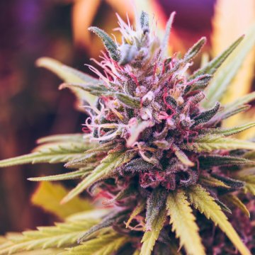 Kwiaty CBD konopi - legalna marihuana