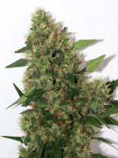 Mandala Seeds Chill OM regulérní semena