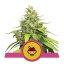 Blue Gelato - feminized seeds 10 pcs Royal Queen Seeds