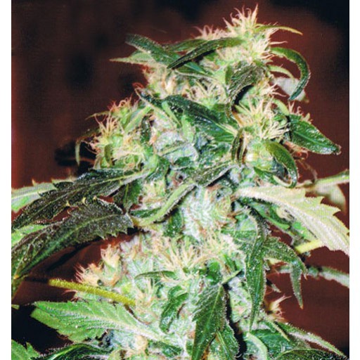 Jack 47 Fast Version - feminizované semená 5 ks Sweet Seeds