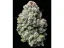 Citrus Gelato - feminizovaná semínka 5 ks Cannapio