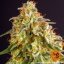 Orange Sherbert - feminizované semena marihuany 10 ks Barney´s Farm