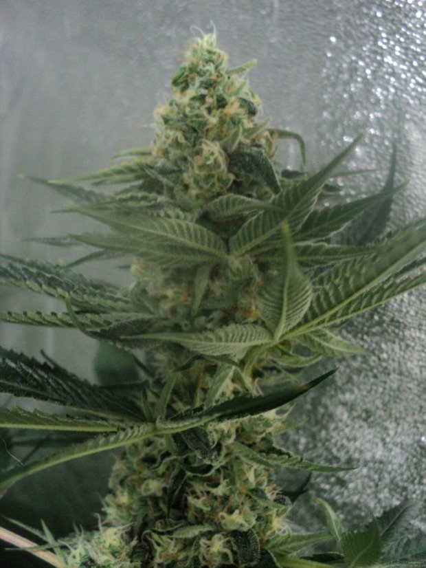 OG Kush - feminizovaná semienka 5ks Humboldt