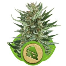 Royal Cheese Automatic - samokvitnúce semienka 3ks Royal Queen Seeds