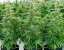 Orion F1 - autoflowering marijuana seeds 10pcs, Royal Queen Seeds
