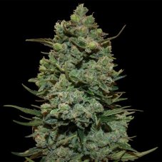 Cookies Kush - feminizovaná semena 3 ks Barney´s Farm