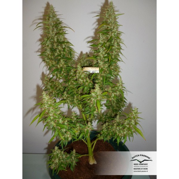 Durban Poison - feminizovaná semena 10 ks Dutch Passion