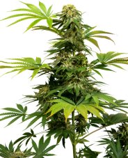 Black Harlequin CBD - semillas feminizadas 10 uds, Sensi Seeds