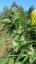 Lemon Kush Headband - feminizovaná semínka 3ks Humboldt