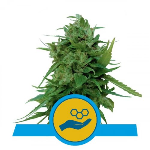 Solomatic CBD - Nasiona feminizowane i autoflowering 3 szt. Royal Queen Seeds