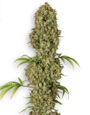 Jorge's Diamonds - Feminized Seeds 5 pcs Dutch Passion