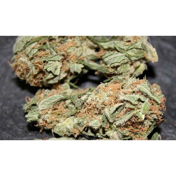 Standardowe nasiona Afghan Haze 18 szt Miło