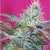 Sweet Cheese Fast Version - feminizovaná semena 10 ks Sweet Seeds