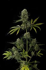 Critical Jack - feminizované semienka 12ks Natural Seeds