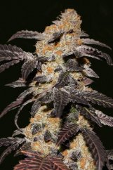 French Cookies - 2 pcs of feminized seeds T.H. Seeds