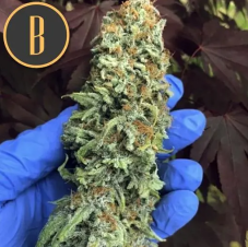 BlimBurn Seeds BC Diesel nasiona feminizowane