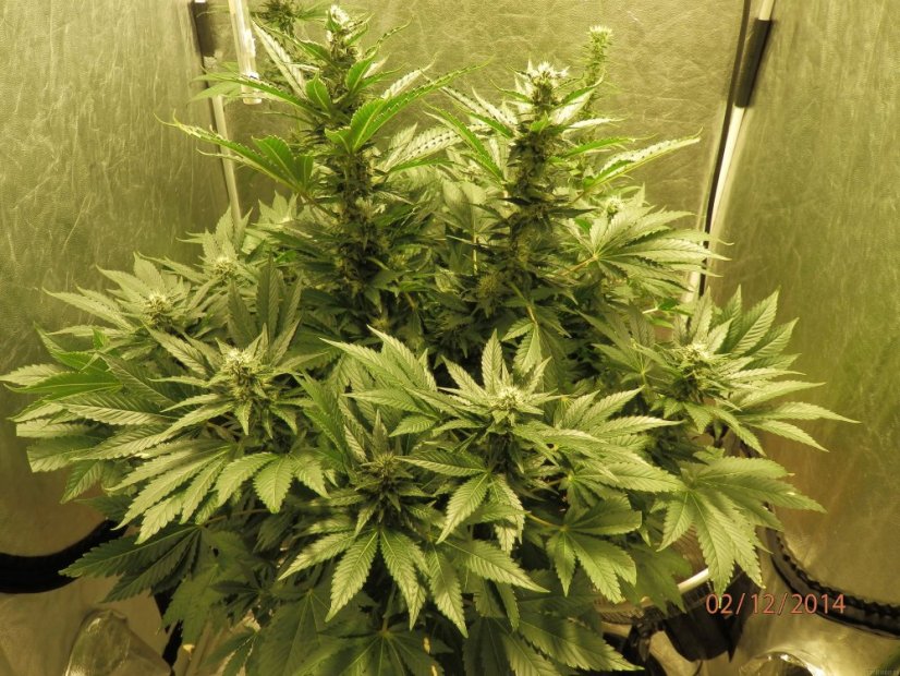 White Widow - feminizovaná semínka Royal Queen Seeds 5 ks