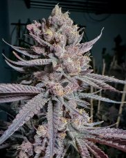 Solfire Gardens Ripe feminisierte Samen