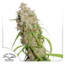 Desfrán - feminized seeds 3 pcs Dutch Passion