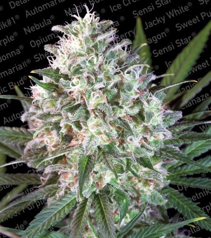 Space Cookies - 5 Feminized Seeds of Paradise Seeds