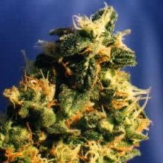 Green Spirit - feminisierte Samen 5ks Dutch Passion