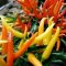 Own chili peppers in a pot