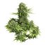 StarRyder autoflowering semínka 3ks Dutch Passion