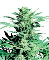 Shiva Skunk - semínka 10 ks standardizovaná Sensi Seeds