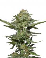 Pistachio - feminizované semena marihuany 10 ks Humboldt Seed Company