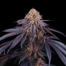 Perfect Tree Seeds Chantilly nasiona feminizowane