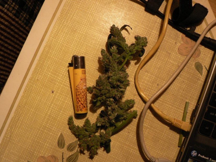Liberty Haze - feminisierte Samen 10 Stück Barney's Farm