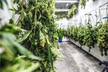 Jak správně sušit konopí – kompletní návod pro perfektní úrodu